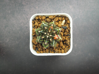 Small cactus in mini pot