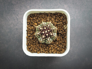 Small cactus in mini pot