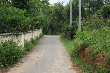 Obraz premium road in the forest