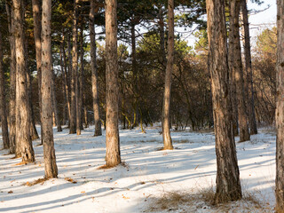 Sunset in winter forest. Winter snow-covered trees. Landscape winter forest with trees covered snow.