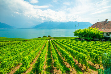Fototapeta na wymiar Rows of grapes between terraced vineyards of Lavaux from Lutry and Cully. Lake Geneva and Swiss Alps, Unesco heritage vineyards of Lavaux wine region near Chexbres, Vaud Canton, Switzerland.