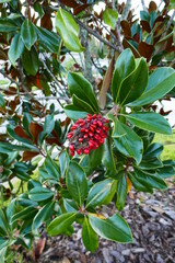 Obraz premium Magnolia denudata tree with seed in summer