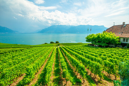 Rows of grapes between terraced vineyards of Lavaux from Lutry and Cully. Lake Geneva and Swiss Alps, Unesco heritage vineyards of Lavaux wine region near Chexbres, Vaud Canton, Switzerland.