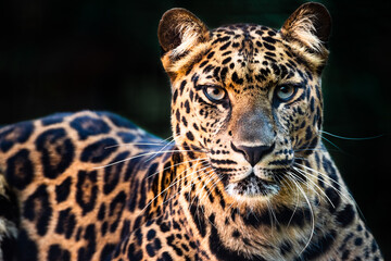 A close-up of a beautiful leopard at a zoo.  © spacekris