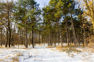 Sunset in winter forest. Winter snow-covered trees. Landscape winter forest with trees covered snow.