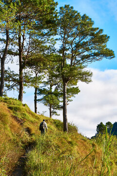Scenic view of one man hiking up a hill in the pine forest at late afternoon near Sagada town, Mountain Province, Philippines, Asia