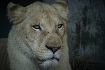 The White Lioness! They are not Albinos, its a rare color mutation, they vary from blonde to near-white, they were thought to be indigenous to the Timbavati region of South Africa.
