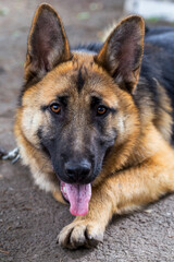 German Shepherd, young East European Shepherd, German Shepherd on the grass, a dog in the park attentively looks into  camera. Portrait of young dog with an attentive gaze watching camera