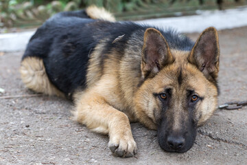 German Shepherd, young East European Shepherd, German Shepherd on the grass, a dog in the park attentively looks into  camera. Portrait of young dog with an attentive gaze watching camera