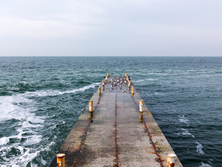 Fototapeta premium Gulls resting on the end of a breakwater or stone sea pier. Seascape at winter day.