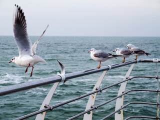 Gulls resting on the end of a breakwater or stone sea pier. Seascape at winter day.
