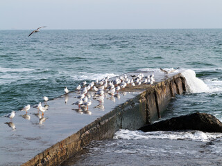 Gulls resting on the end of a breakwater or stone sea pier. Seascape at winter day.