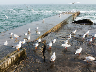Gulls resting on the end of a breakwater or stone sea pier. Seascape at winter day.