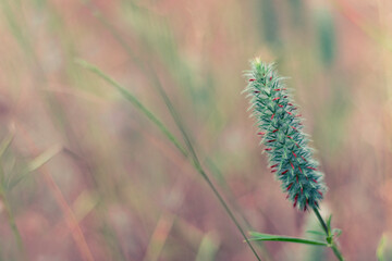 WILD FLOWER OF SPONGY ASPECT OF GREEN COLOR WITH RED FLOWERS