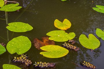 water Lily leaves in the water in the pond lake after rain