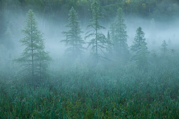 Pine trees in morning mist in northern Minnesota