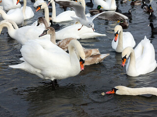 Obraz premium In winter, white swans and seagulls swim in sea. Sea swans, gulls and ducks in winter in coastal waters. Feeding hungry seabirds in winter.