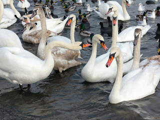 Obraz premium In winter, white swans and seagulls swim in sea. Sea swans, gulls and ducks in winter in coastal waters. Feeding hungry seabirds in winter.