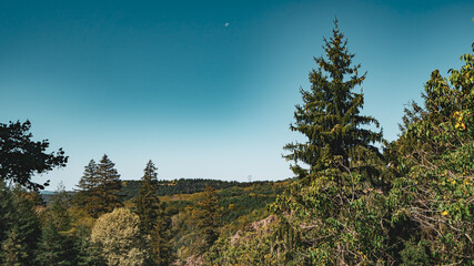 Trees in a mountain against a midday sky
