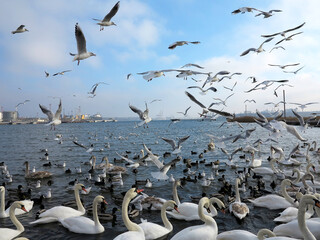 Fototapeta premium In winter, white swans and seagulls swim in sea. Sea swans, gulls and ducks in winter in coastal waters. Feeding hungry seabirds in winter.