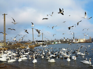 In winter, white swans and seagulls swim in sea. Sea swans, gulls and ducks in winter in coastal waters. Feeding hungry seabirds in winter.