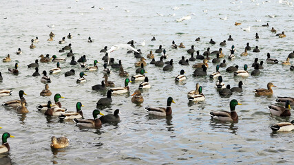 In winter, white swans and seagulls swim in sea. Sea swans, gulls and ducks in winter in coastal waters. Feeding hungry seabirds in winter.