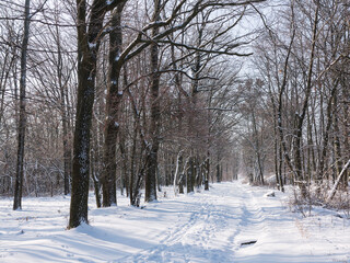 Winter forest. Snow covered trees in winter forest with road. Sunset in wood between trees strains in winter period. Country road covered by fresh snow during winter Christmas time.