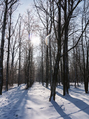 Winter forest. Snow covered trees in winter forest with road. Sunset in wood between trees strains in winter period. Country road covered by fresh snow during winter Christmas time.