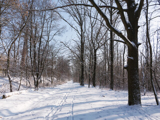 Winter forest. Snow covered trees in winter forest with road. Sunset in wood between trees strains in winter period. Country road covered by fresh snow during winter Christmas time.