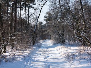 Winter forest. Snow covered trees in winter forest with road. Sunset in wood between trees strains...