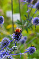bee on a blue flower in the garden close-up
