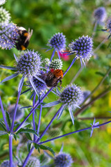 bee on a blue flower in the garden close-up