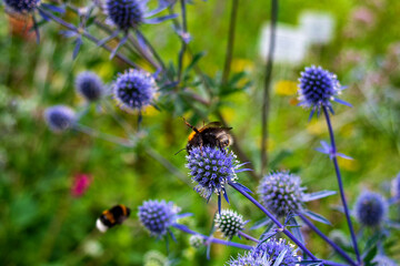 bee on a blue flower in the garden close-up