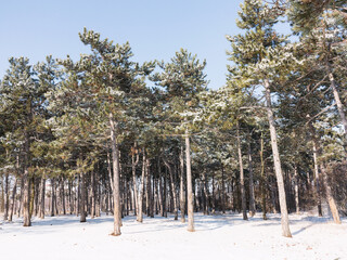 Winter forest. Snow covered trees in winter forest with road. Sunset in wood between trees strains...
