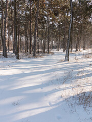 Winter forest. Snow covered trees in winter forest with road. Sunset in wood between trees strains in winter period. Country road covered by fresh snow during winter Christmas time.