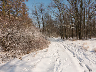 Winter forest. Snow covered trees in winter forest with road. Sunset in wood between trees strains...