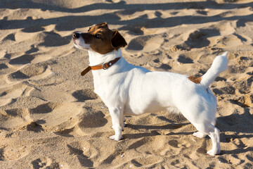 Dog breed Jack Russell Terrier on the yellow sand close-up. Background ideal for any design