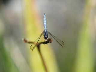 Orthetrum cancellatum ou Orthétrum réticulé mâle, posé sur une feuille, ailes rabattues vers l'avant