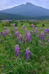 Fototapeta premium Paisajes de montaña y lavanda