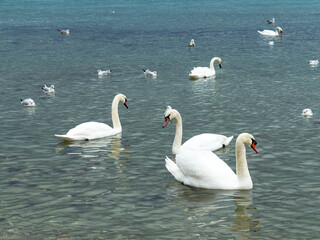 In winter, white swans and seagulls swim in sea. Sea swans, gulls and ducks in winter in coastal waters. Feeding hungry seabirds in winter.