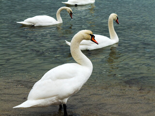 In winter, white swans and seagulls swim in sea. Sea swans, gulls and ducks in winter in coastal waters. Feeding hungry seabirds in winter.