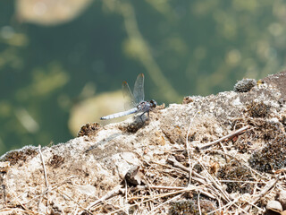 (Orthetrum cancellatum) Orthétrum réticulé mature à couleur bleu pâle abdominale posé au bord d'un bassin à eaux stagnantes