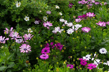 Fototapeta premium beautiful colored daisies in the garden in summer after the rain