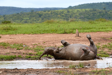 White rhino taking a mud bath