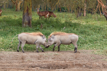 Two warthogs fighting in Kenya