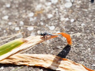 Orthetrum cancellatum | Orthétrum réticulé. Mâle face sombre, thorax brun, yeux verts, abdomen pruine bleu, extrêmités noirâtres et ptérostigmas noirs sur ailes