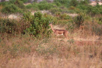 Generuk standing in the grass