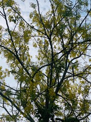 a tree with flowers  and leafs