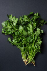 Cilantro on a black background. Fresh cilantro in a bunch. Healthy greens