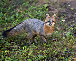 Grey fox  Stock Photo. Walking in a field, displaying fur, bushy tail, body, head, ears, eyes, nose, tail with a blur green background and foliage in its habitat and environment. Image. Picture. 